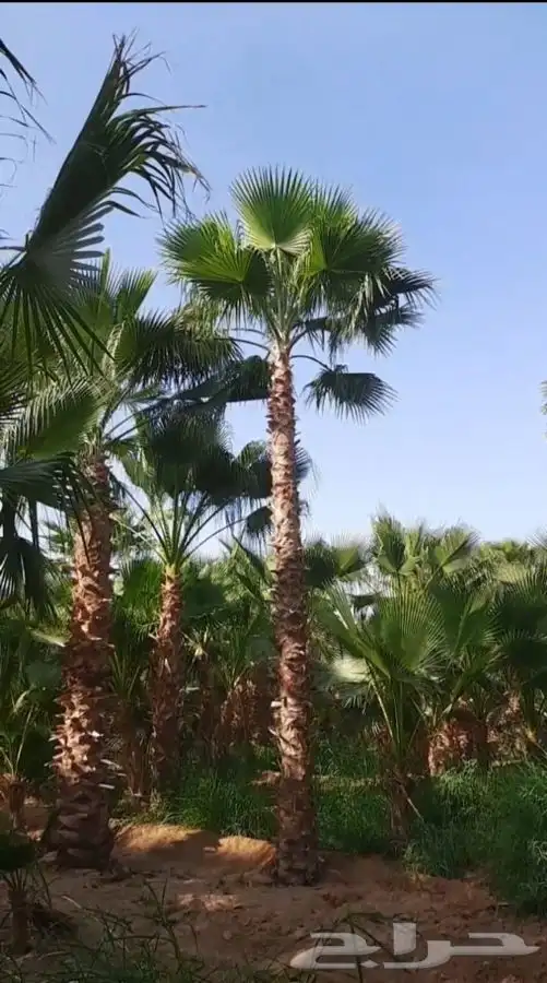نخل واشنطني زينه للبيع 25