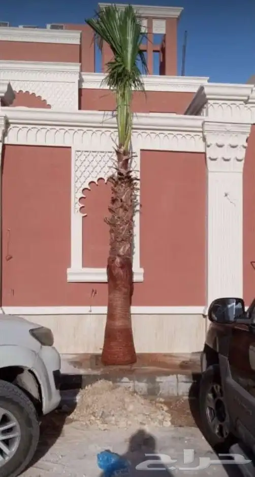 نخل امريكي زينه 2