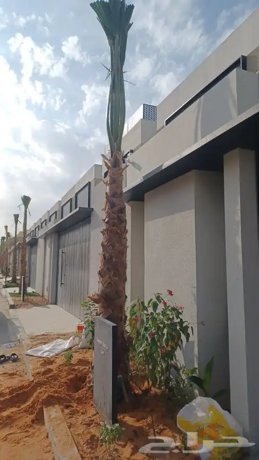 نخل واشنطني زينه للبيع 13