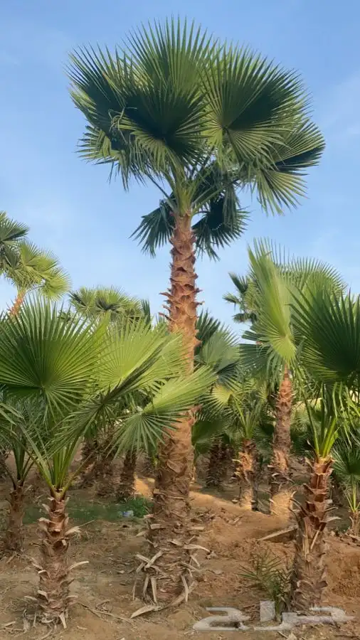 نخل واشنطني زينه للبيع 16