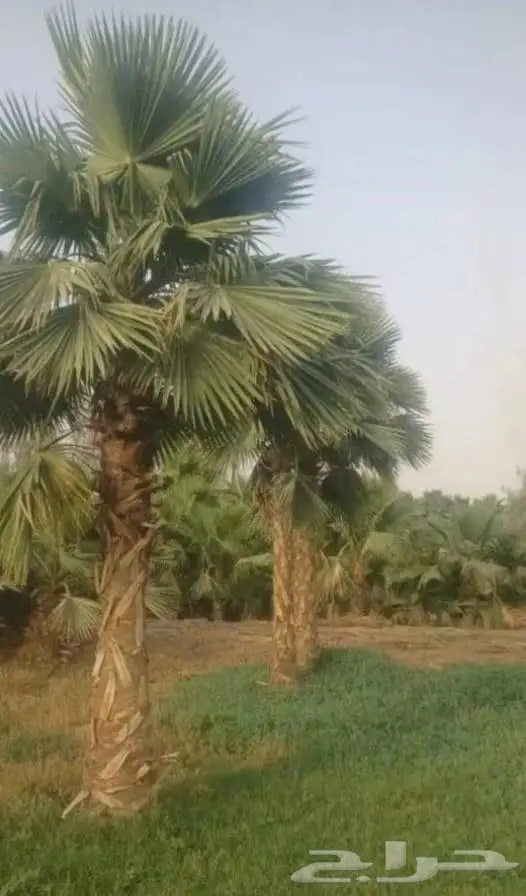 نخل واشنطني زينه توريد وزراعة 15