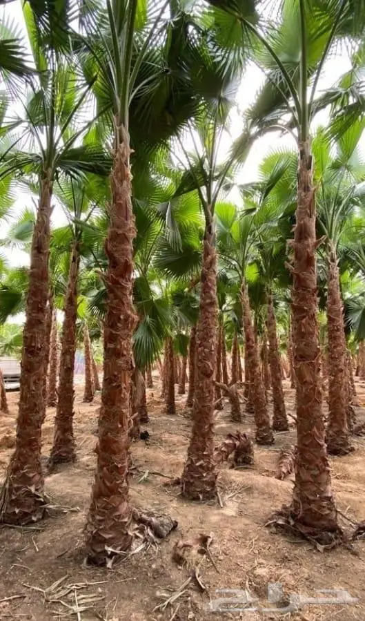 نخل واشنطني زينه توريد وزراعة 18