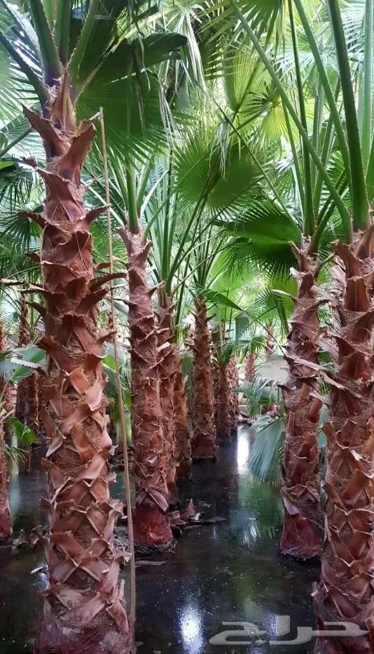 نخل واشنطني زينه توريد وزراعة 4