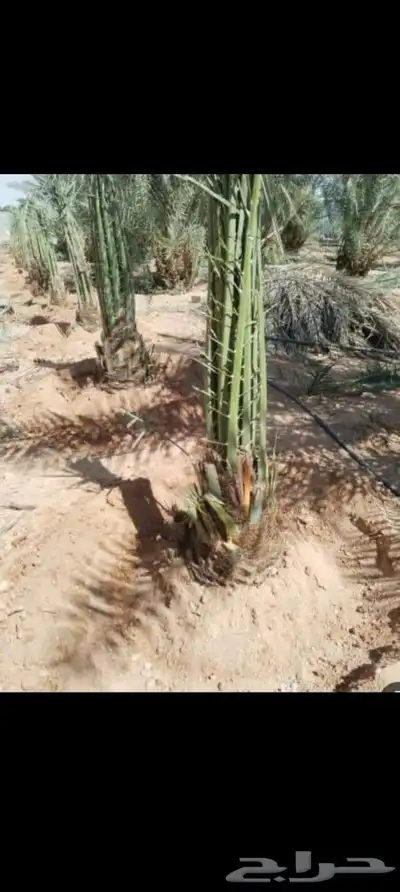 يوجد لدينا جميع انواع انخيل 8