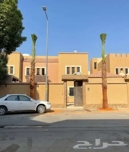 نخل امريكي زينه 3