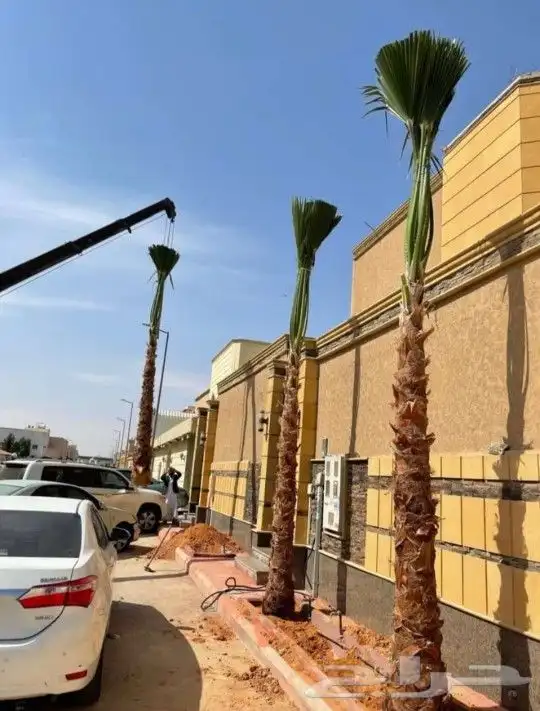 نخل امريكي زينه 0