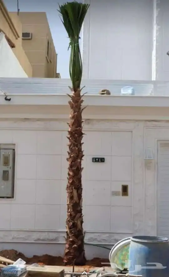 نخل امريكي زينه 1