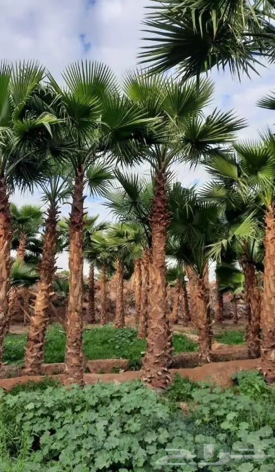 نخل واشنطني زينه توريد وزراعة 3