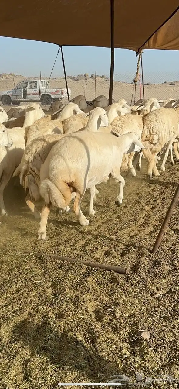 غنم حريه صنف الصنف 2