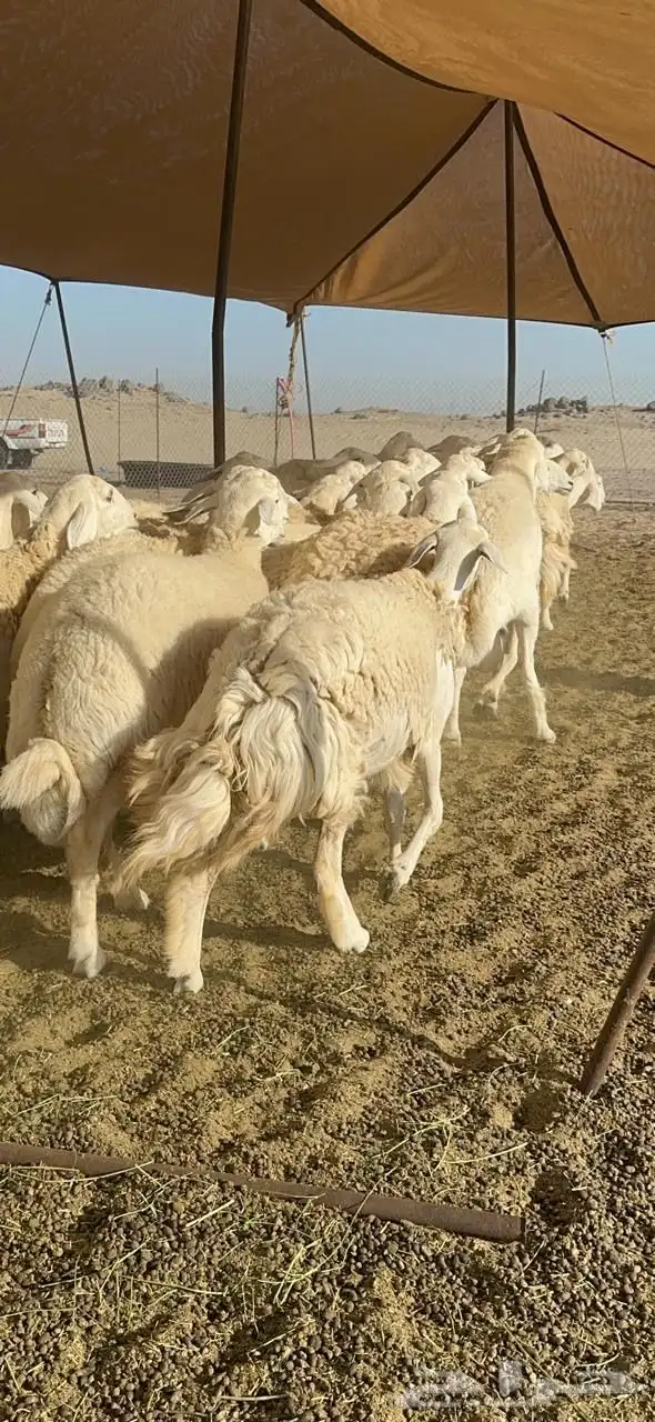 غنم حريه صنف الصنف 13