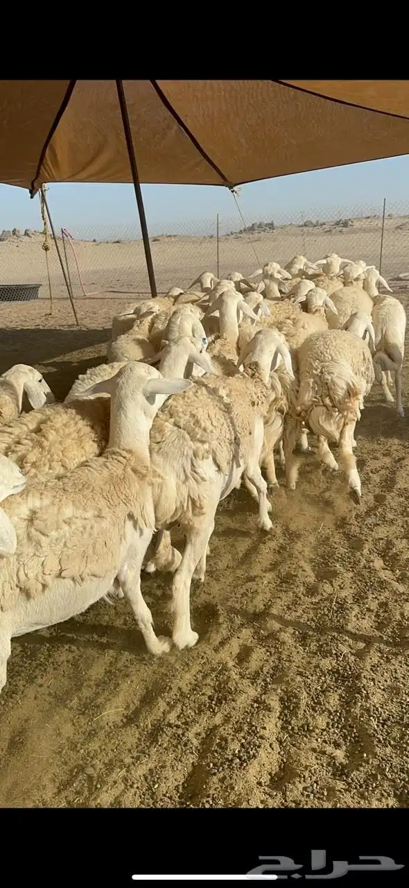 غنم حريه صنف الصنف 25