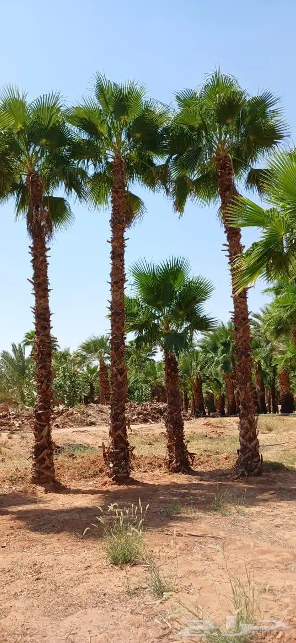 نخل واشنطني زينه توريد وزراعة 20