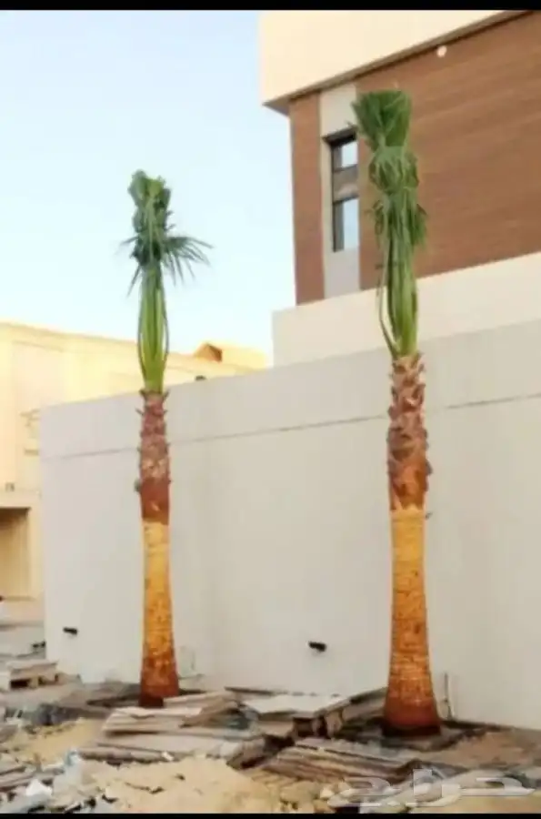 نخل واشنطني زينه للبيع 24