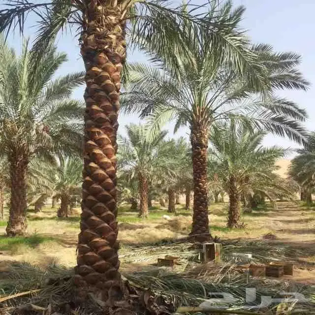 نخل للبيع مع التوصيل للموقع 0