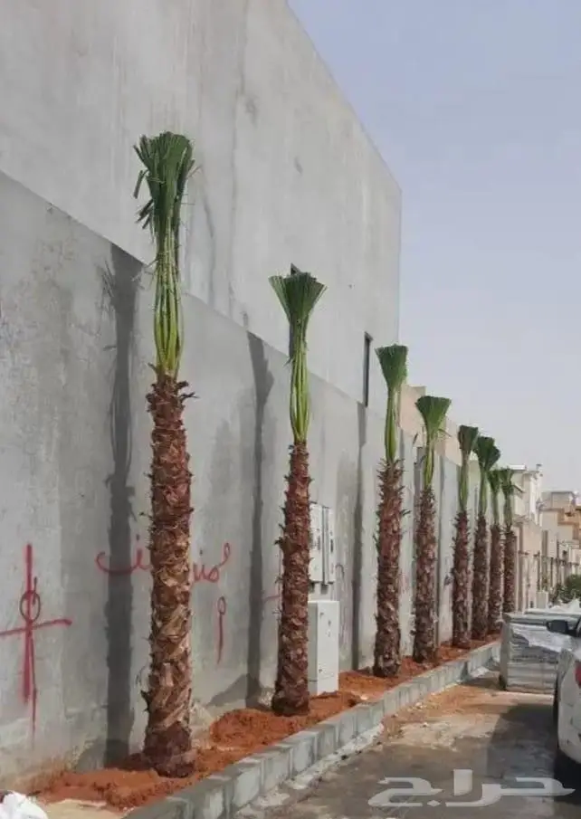 نخل واشنطني زينه توريد وزراعة 14