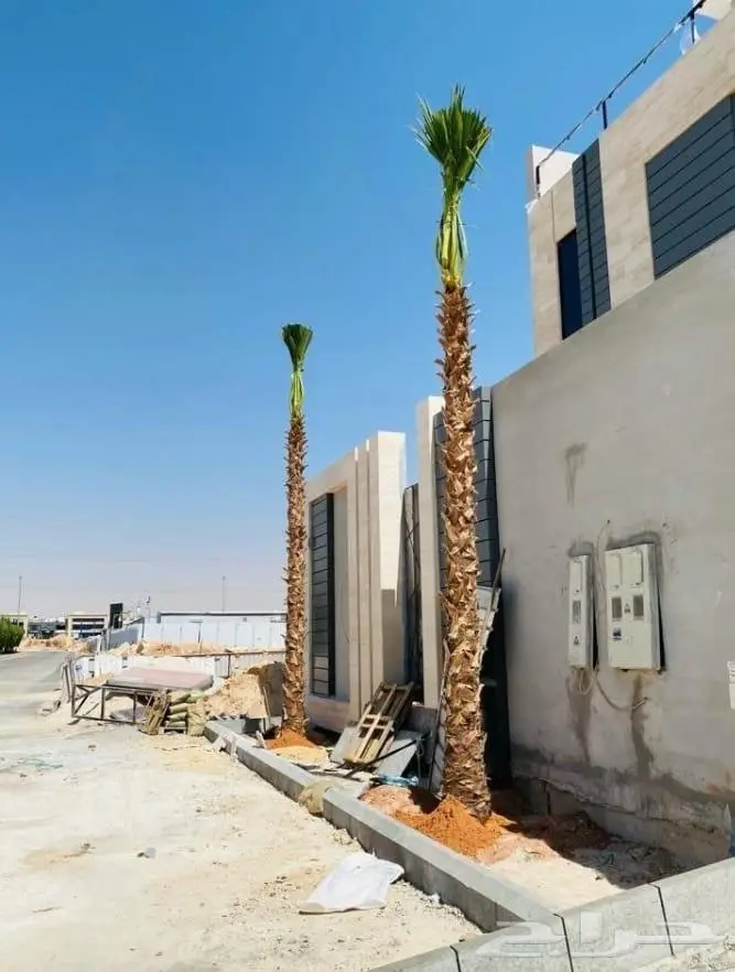 نخل واشنطني زينه توريد وزراعة 10