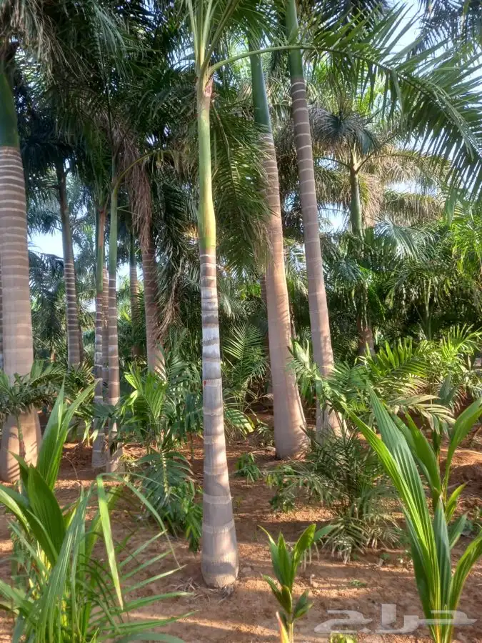 نخل واشنطني زينه للبيع 12