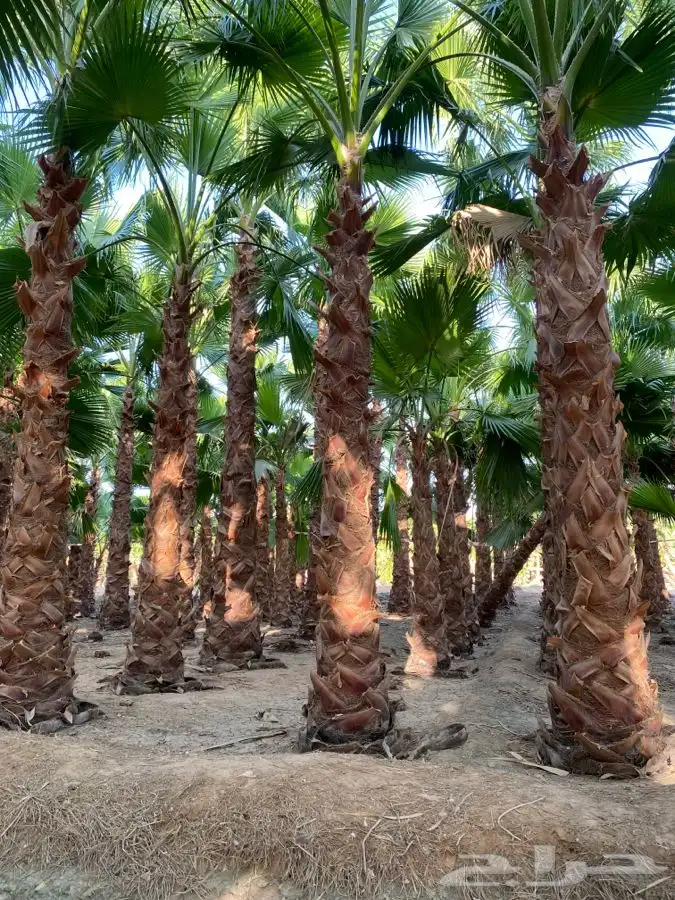 نخل واشنطني زينه للبيع 3