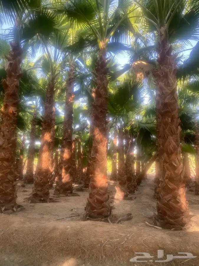 نخل واشنطني زينه للبيع 6