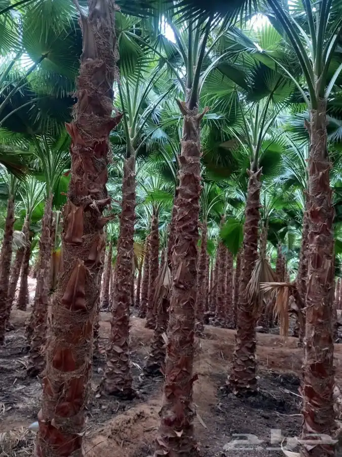 نخل واشنطني زينه للبيع 15