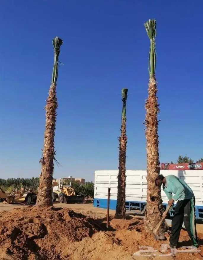 نخل واشنطني زينه توريد وزراعة 8