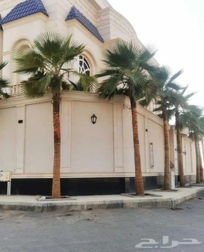 نخل واشنطني زينه توريد وزراعة 9