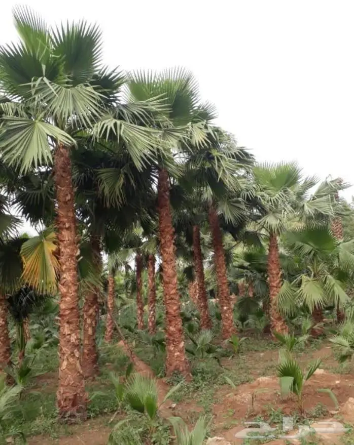 نخل واشنطني زينه توريد وزراعة 16