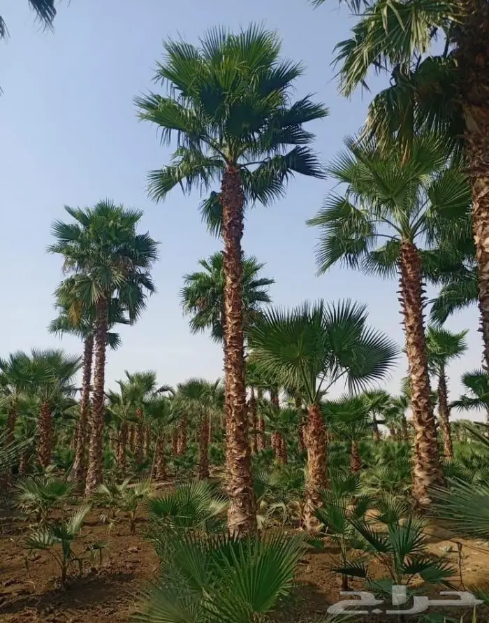 نخل واشنطني زينه توريد وزراعة 7