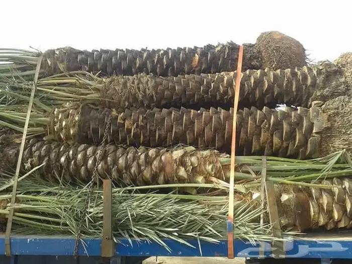 نخل للبيع مع التوصيل للموقع 1