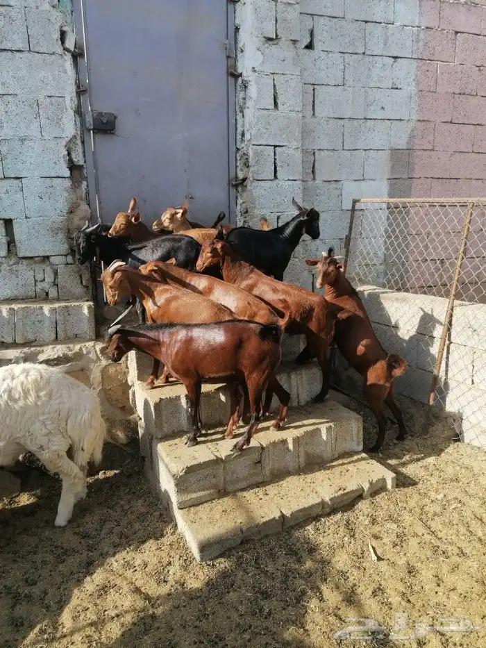 ذبايح حري وتيوس عوارض وجنوبيه سواكن مع امكانيه الذبح وتوصيل 3