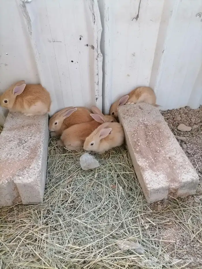 أرانب (تم البيع) 0