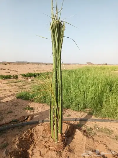 يوجد لدينا جميع انواع انخيل 3