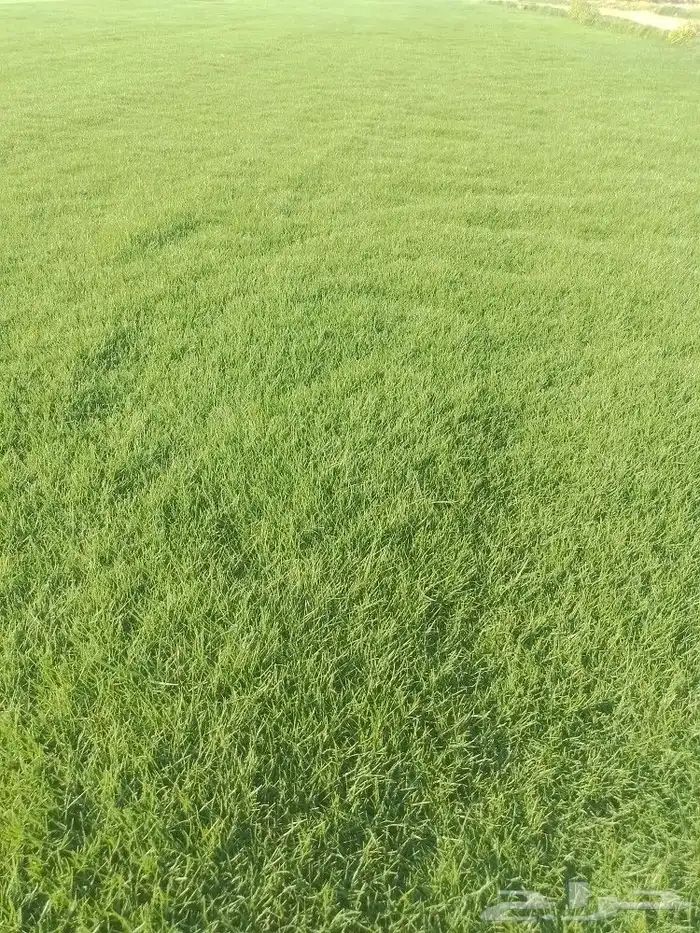 يوجدلديناجميع انواع الثيل الطبيعي الممتاز 2