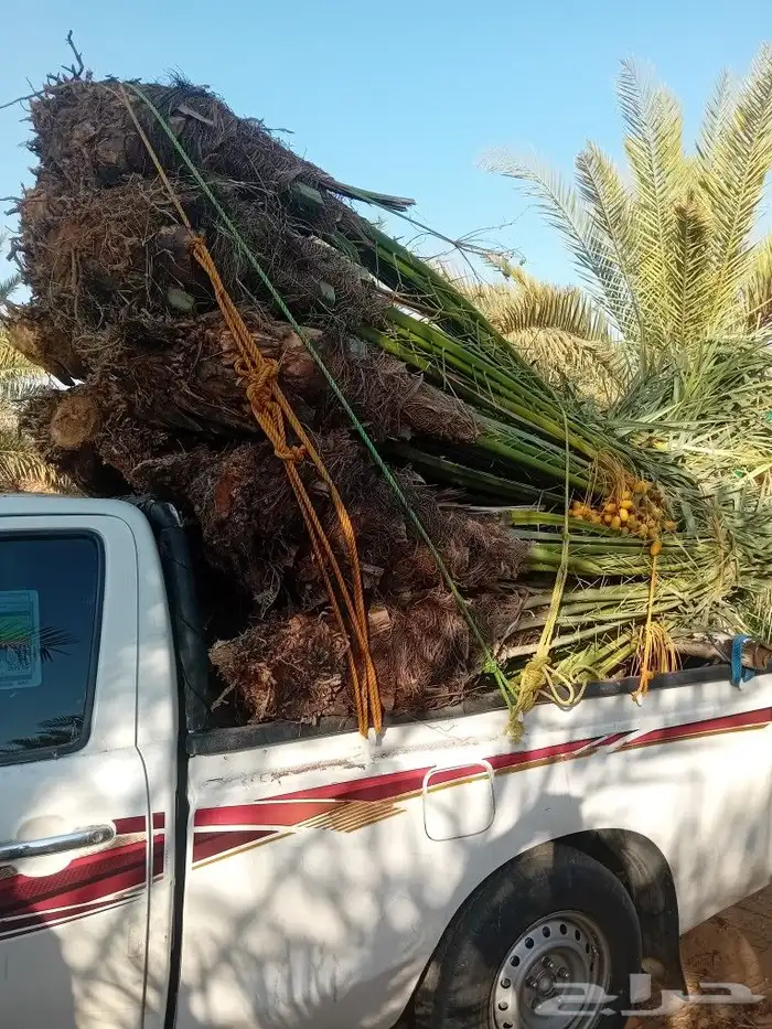 يتواجد لديناء جميع انواع النخيل وجميع مقأسات 9