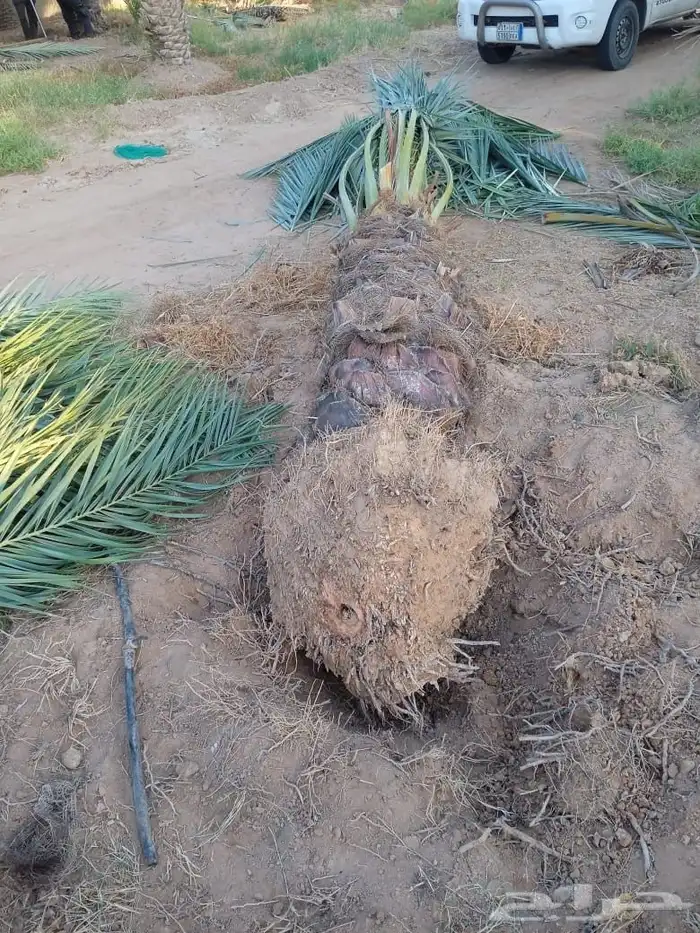 سكري برحي شيشي ونان قطارة دقلة نور 4