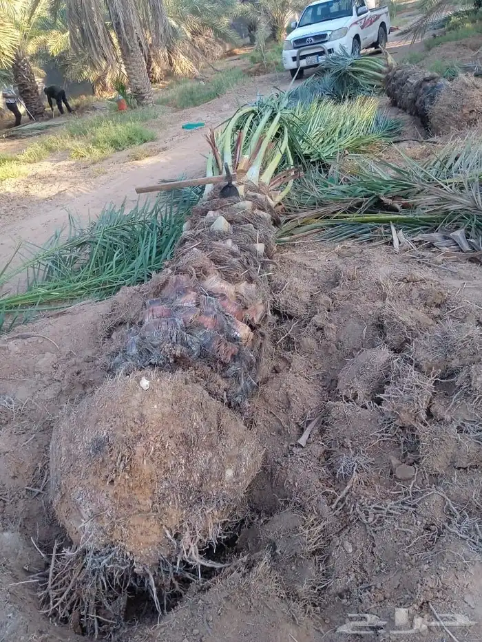 سكري برحي شيشي ونان قطارة دقلة نور 2