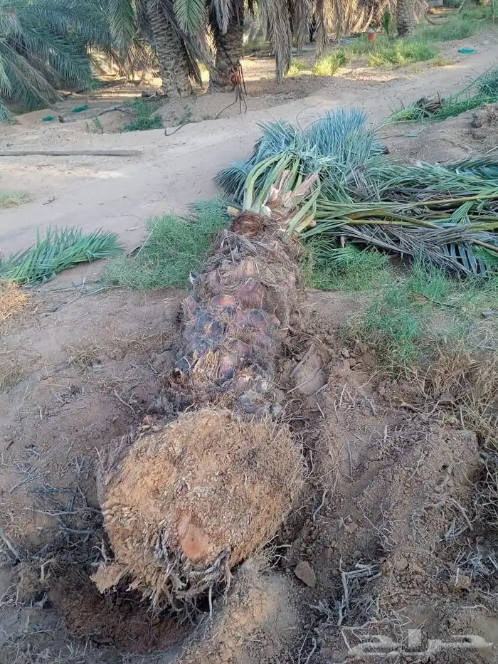 سكري برحي شيشي ونان قطارة دقلة نور 5