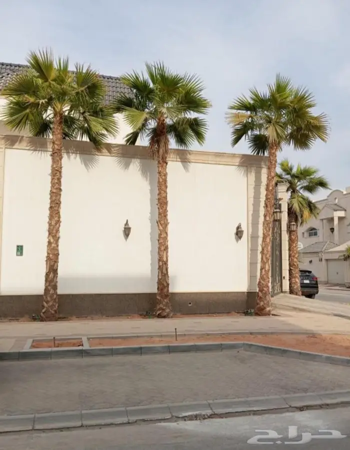 نخل واشنطني زينه توريد وزراعة 19