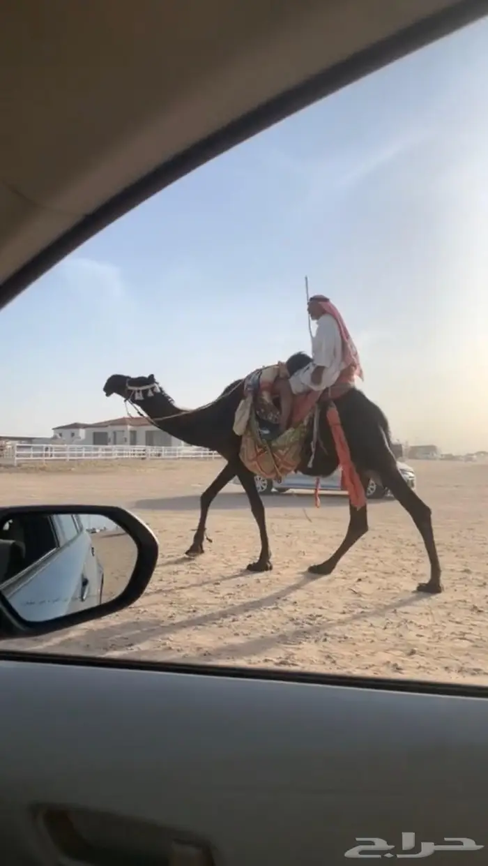 رحول مجهم كفوو .. تم البيع 0