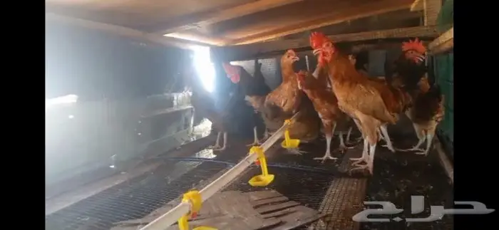 دجاج بلدي عمر شهرين وعمر شهر 2