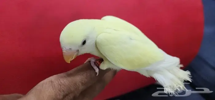روز هدد اليف اينو مناسب لجميع الاعمار 0