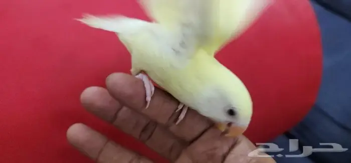 روز هدد اليف اينو مناسب لجميع الاعمار 1