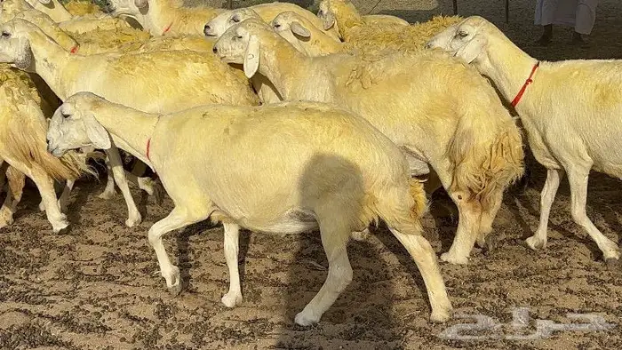 غنم حرش دفيع مفاصيل 50 تحتها 1 10