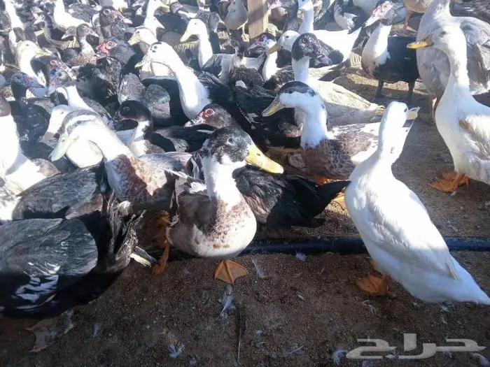 بط بكيني وشرشيري 0