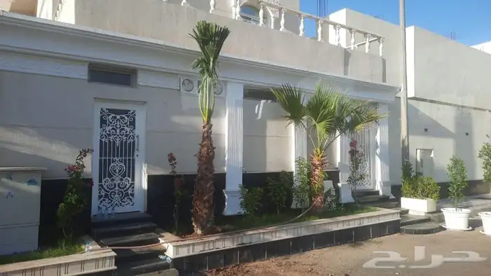 نخل واشنطني زينه للبيع 17