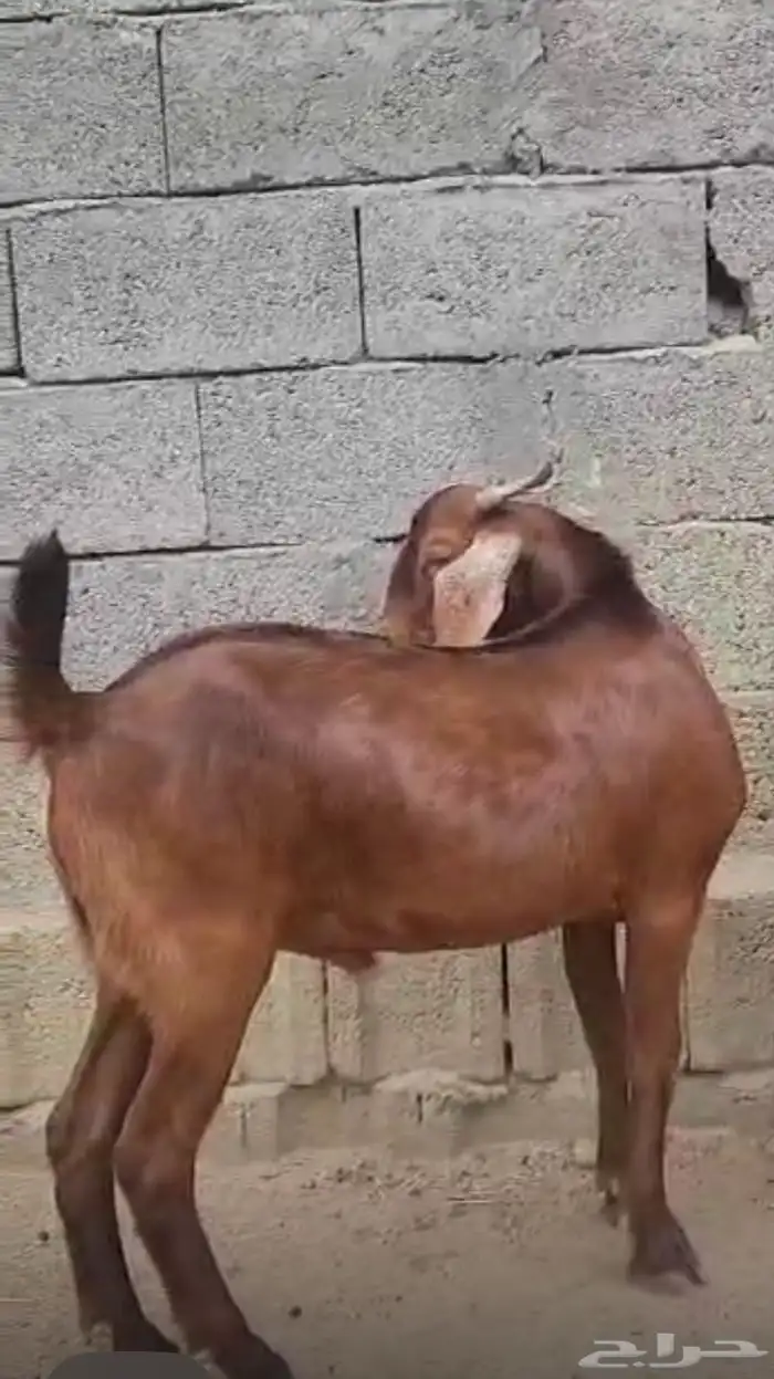 مشروع فحل ادهم هجين كلهاري( تم البيع) 0