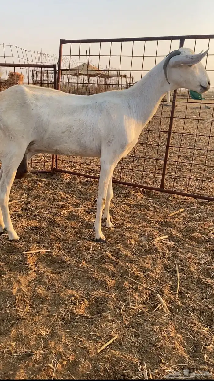 عنز بيشية صنف الحد 3000 ريال ( تم البيع ) 3