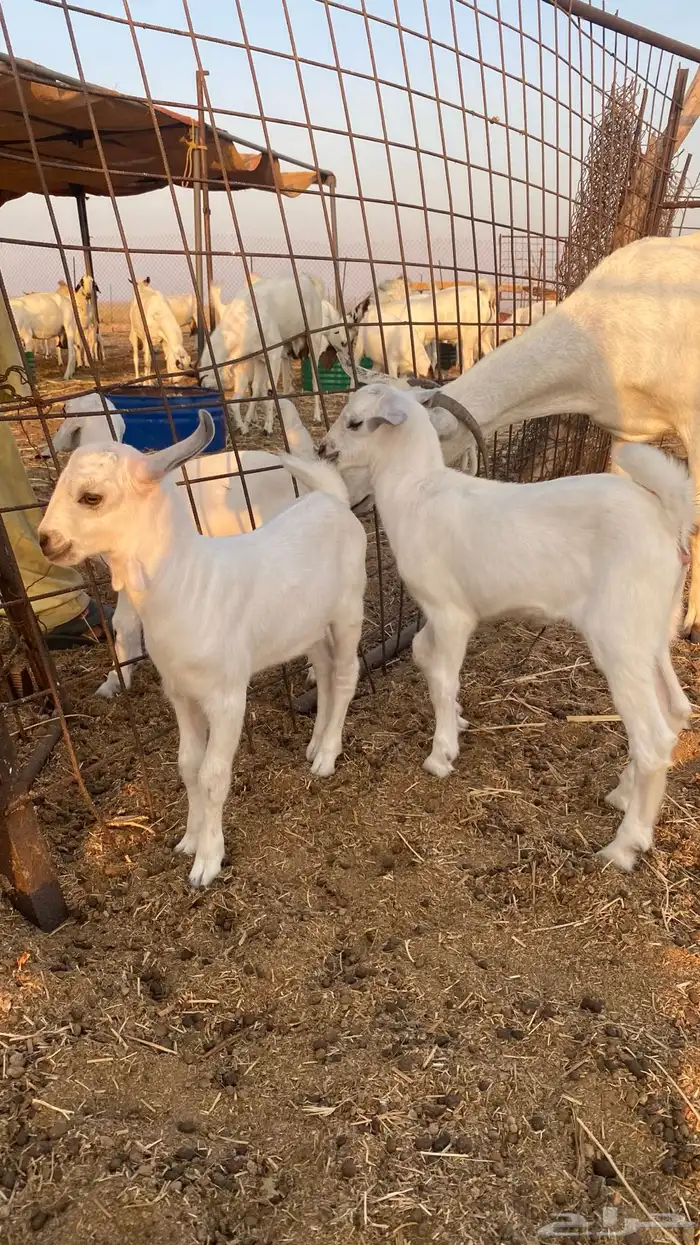 عنز بيشية صنف الحد 3000 ريال ( تم البيع ) 4