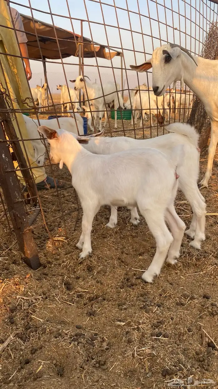 عنز بيشية صنف الحد 3000 ريال ( تم البيع ) 5