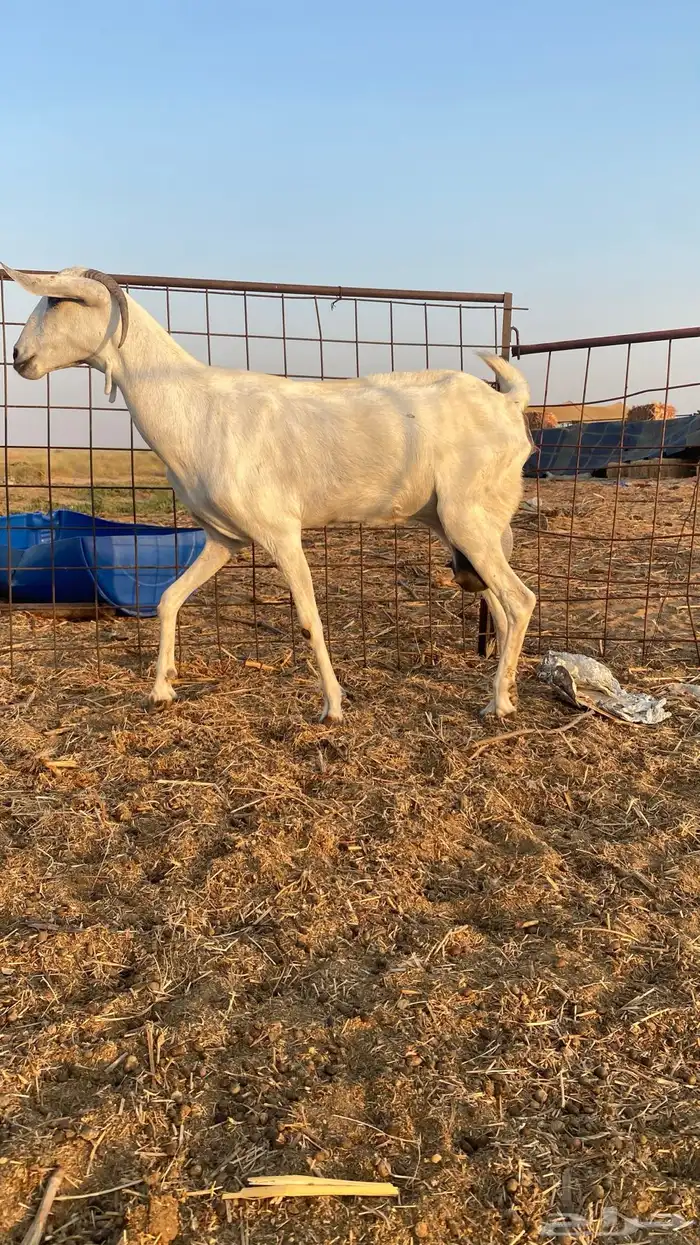 عنز بيشية صنف الحد 3000 ريال ( تم البيع ) 2